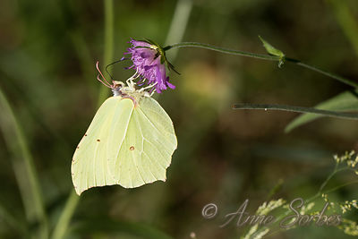 Gonepteryx rhamni
