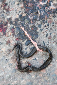 Adder