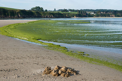 Marée d'algues vertes plage de St-Maurice et à l'embouchure du Gouessant, au loin les plages de Carrieux et La Granville, anse de Morieux, réserve naturelle de la baie de St-Brieuc.