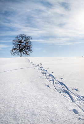 snow shoe tracks in snow