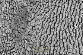 Tree Bark Pattern, Morgan Hill, CA, USA