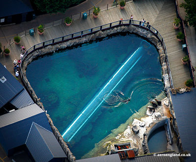 aerial photograph of Sealions at Colchester Zoo Essex England UK.