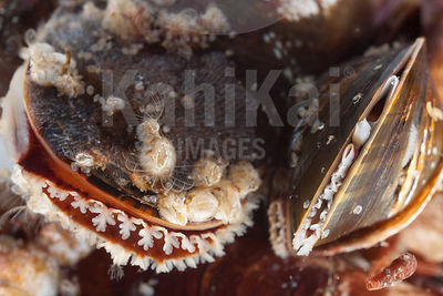 Mytilus edulis - Common mussel