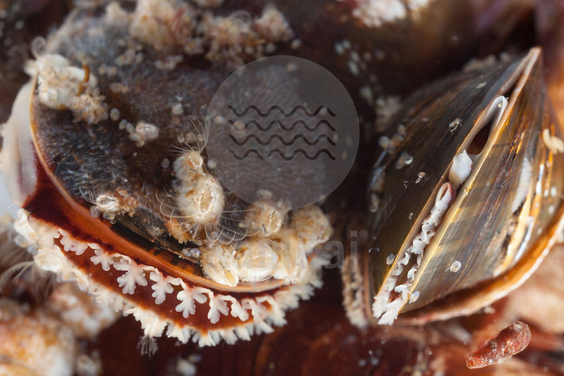 Mytilus edulis - Common mussel
