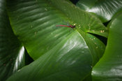 Large red damselfly on green spatterdock leaves