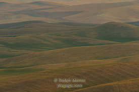 Wheat Fields, Palouse Region, Washington, USA