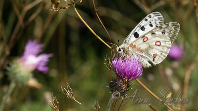 Parnassius apollo