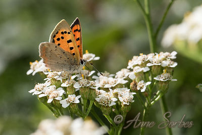 Lycaena phlaeas