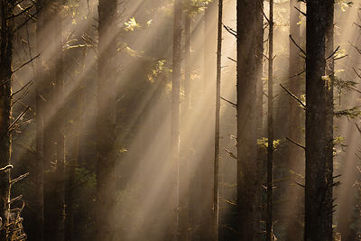 Owen_Roth-February_03_2013-Dustin_Fern_Canyon_Winter_Trip-6569-00231