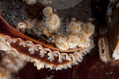 Mytilus edulis - Common mussel