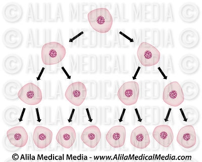 Cell division