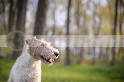 headshot of wirehaired fox terrier in springtime setting