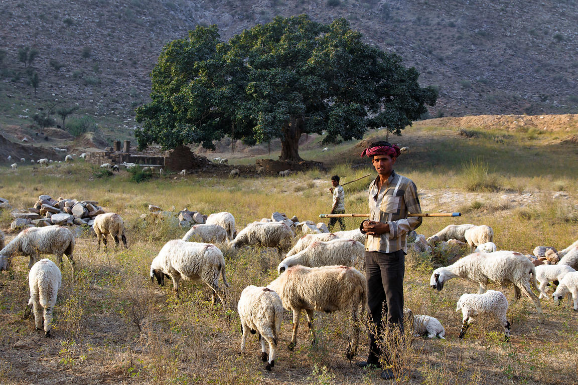 Brett Cole Photography Sheep herders graze their animals in the