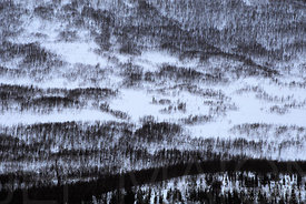 Pattern of trees on a hill