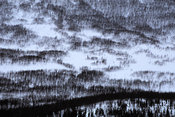 Pattern of trees on a hill
