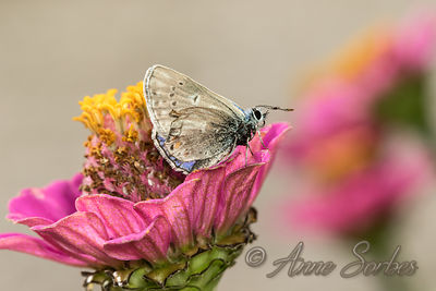 Polyommatus icarus