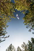 Above the trees with JB Chandelier