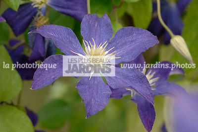 Clematis 'Bonanza' (clématite). Collection Arnaud Travers