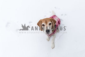 Beagle wearing coat in snow