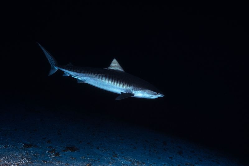 Tiger Shark by 114 meters deep