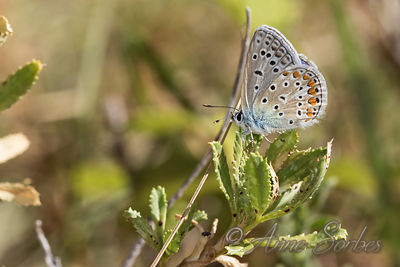 Polyommatus icarus