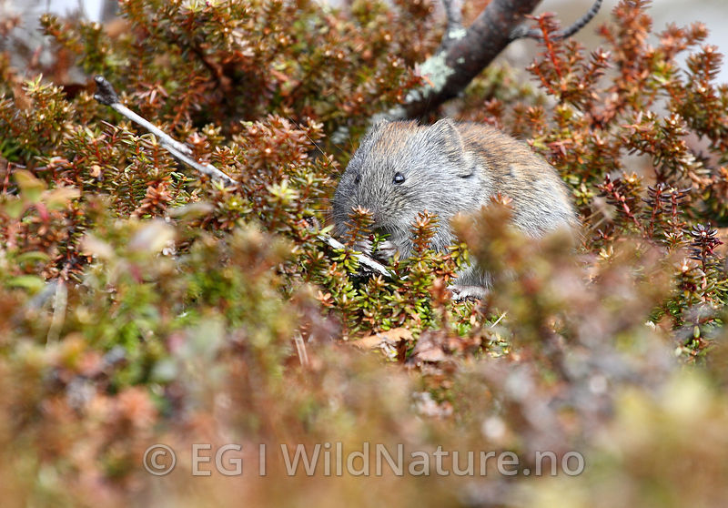 WildNature Tundra vole/Fjellmarkmus Sweden