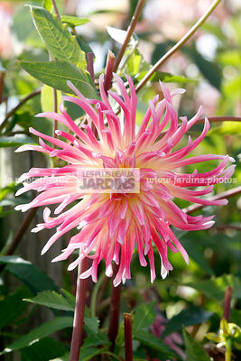 Dahlia Prestige (dahlia cactus), Asteraceae, Vivace semi-rustique, Plante à tubercule, Saisonnière, Plante à massif, Feuillage caduc, Vert moyen, Floraison juillet à novembre, Fleur bicolore rose et jaune, Ligule effilée, Origine horticole, France