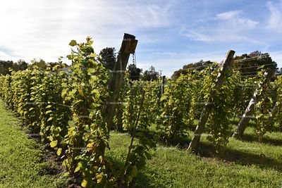 Vineyard