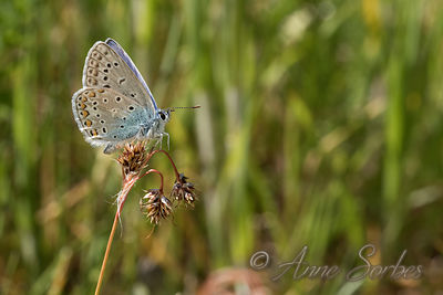 Polyommatus icarus