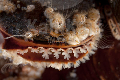 Mytilus edulis - Common mussel