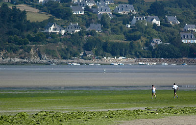 Jogging sur les algues vertes,