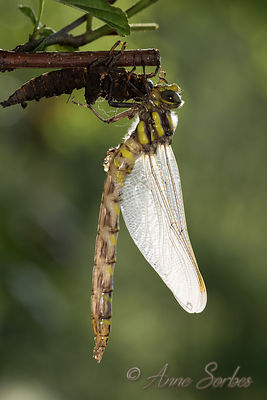 Cordulegaster boltonii