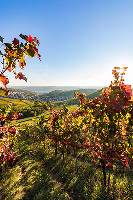 Weinberge, Blick nach Stuttgart-Uhlbach, Stuttgart