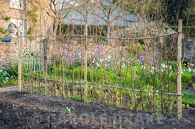 Hazel sweet pea supports catch early morning sun in the cutting garden at Brilley Court Farm, Whitney-on-Wye, Herefordshire, UK