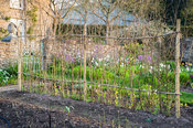 Hazel sweet pea supports catch early morning sun in the cutting garden at Brilley Court Farm, Whitney-on-Wye, Herefordshire, UK
