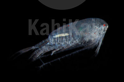 Copepod