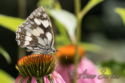 Melanargia galathea