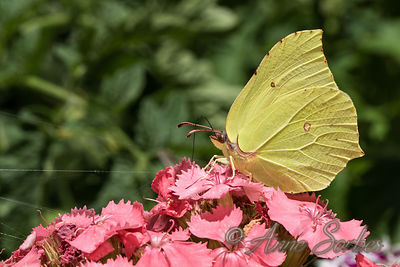 Gonepteryx rhamni