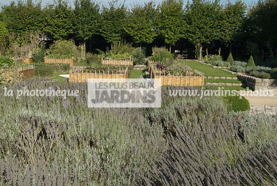 Massif de Lavandula (lavande). Jardin médiéval de Bois Richeux. Eure et Loir