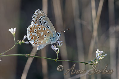 Lysandra bellargus