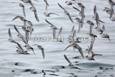 Flock of flying Purple Sandpipers (Calidris maritima), Husavik, Iceland