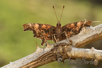 Polygonia c-album