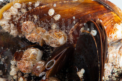 Mytilus edulis - Common mussel