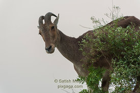 Nilgiri Tahr (Mountain Goat), Aalliyar Reserve Forest, Attakatti, Tamil Nadu, INDIA