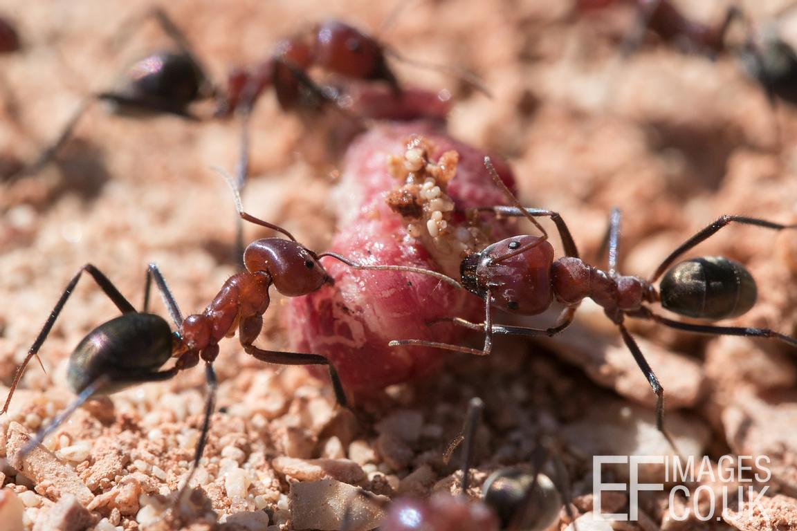 EF IMAGES Meat Ants Killing A Grub, Cape Range National Park, Western