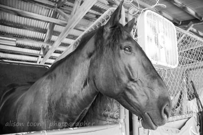 Lazarus, Percheron, horse--a gentle giant
