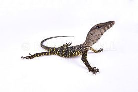 Two-striped water monitor, Varanus salvator bivittatus