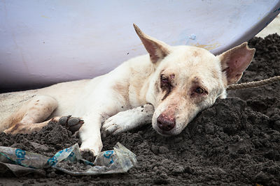 A stray dog on Juhu Beach in Mumbai, India lies in the sand, diseased and sick from eating the garbage the covers the beach and fighting with other dogs in the area.