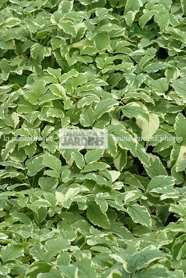 Aegopodium podagraria 'Variegatum', collection Pépinières Lepage
