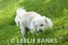Poodle at the Park